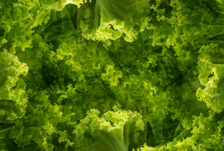 mix picture of vegetable to be abstract green backgroundの写真素材