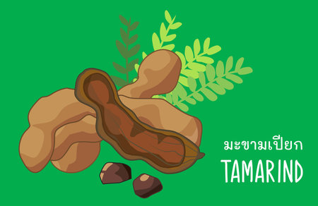 <p>Thai food tamarind tasty sour for cooking</p>のイラスト素材