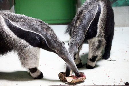 Two ant-eaters eating in the zooの写真素材