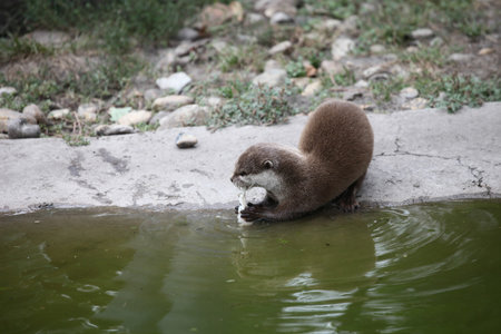 Otter eating fish on the shore