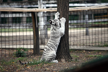 White bengal baby tiger cat sharpening  clawsの写真素材