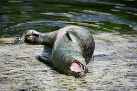 Seal laying and screaming on the shore