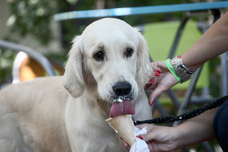 Lovely dog eating ice creamの写真素材