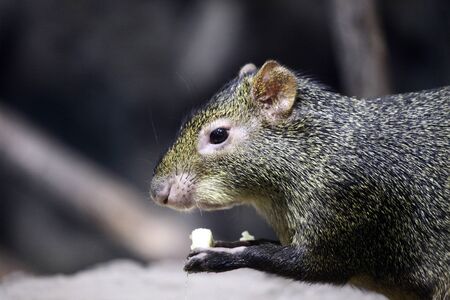 Green agouti eatingの写真素材