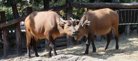 Cape buffalo eating .jpgの写真素材