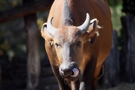 Cape buffalo picking his nose with tongueの写真素材