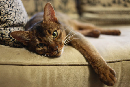Abyssinian cat laying on the sofa