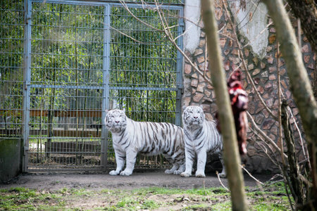 Two white tigers looking at the meat