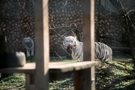 White tiger eating meatの写真素材