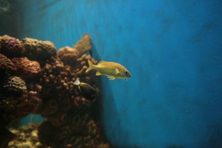 Small yellow fish in aquariumの写真素材