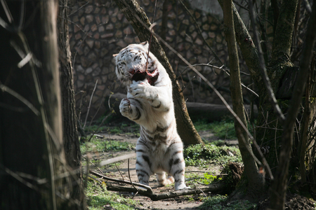 White eating raw meat in the zooの写真素材