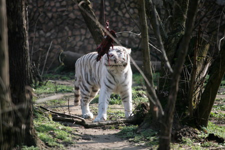 White tiger going to eat raw meatの写真素材