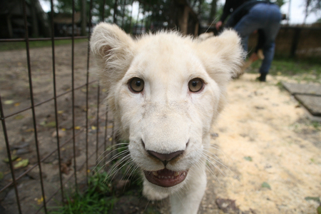 White baby lion close-upの写真素材