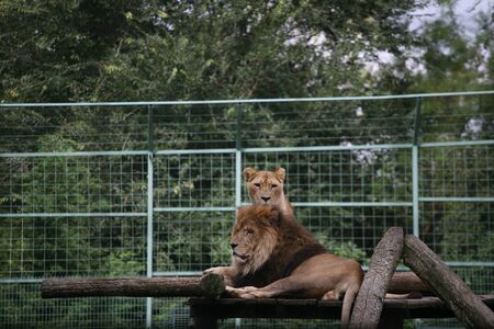 Lion couple restingの写真素材