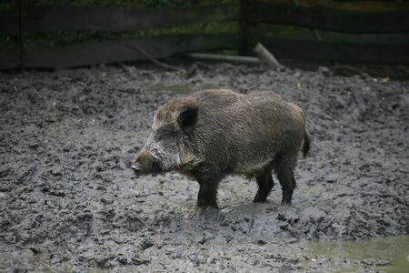 Dirty wild pig in the puddleの写真素材