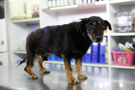 Sad dog in the veterinaryの写真素材