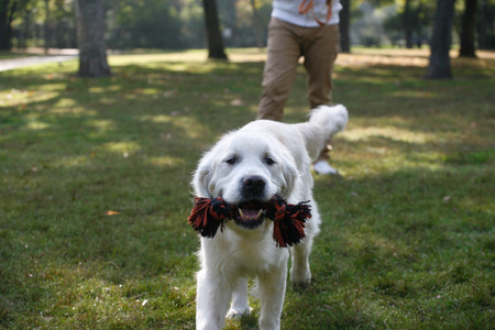 White dog with the toyの写真素材