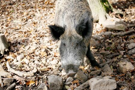 Wild pig in the forestの写真素材