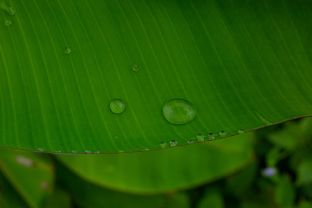 Water droplets and beautiful texture on banana leaves.の写真素材