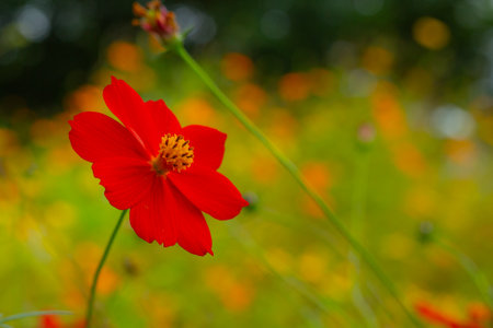 Red cosmos flower beautifully blooming in the flower fieldの写真素材