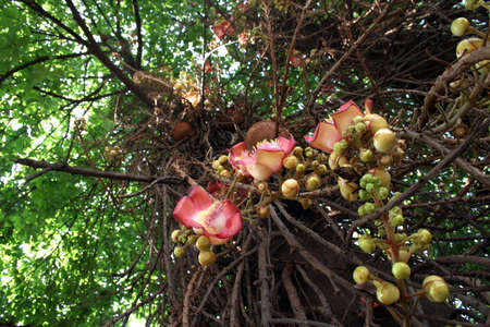 The flower of Shorea robusta the tree about Buddhaの写真素材