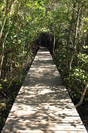 wood bridge into the forestの写真素材