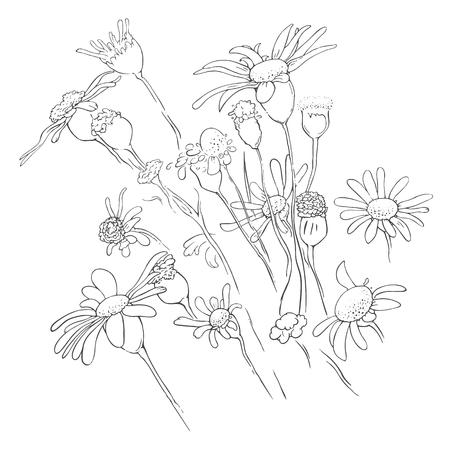 Flowers floral background.  linear herbal illustrationのイラスト素材