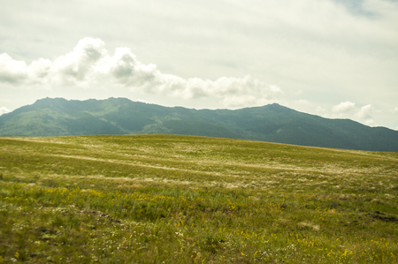 Landscape. Green meadow, field with flowersの写真素材