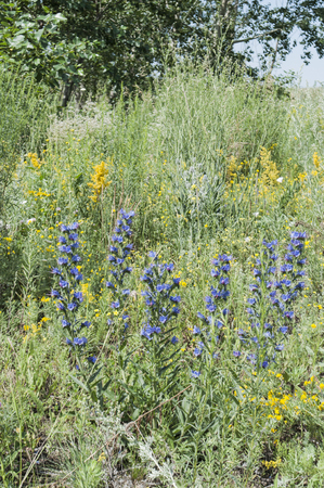 Bright field flowers in the grass. Rustic meadow landscapeの写真素材