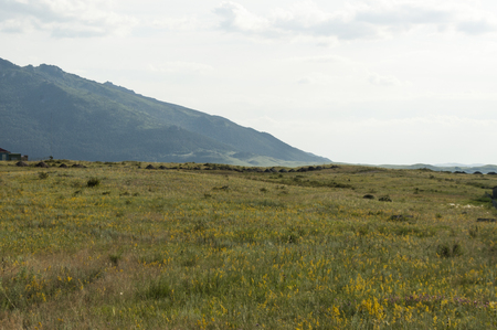 Landscape. Green meadow, field with flowers against the background of high blue hillsの写真素材