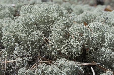 Beautiful thick moss in a pine forest, bluish tintの写真素材