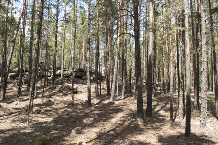 Picturesque pine forest stony landscape, paths, moss and dry needlesの写真素材