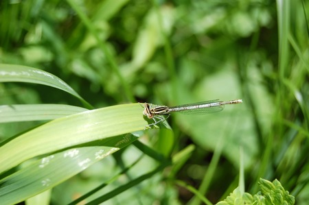 dragonfly sitting on green grass macro shotの写真素材