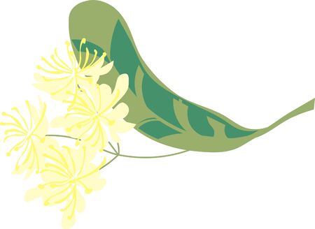linden flower plantの写真素材