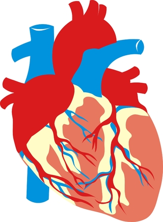 human heartの写真素材
