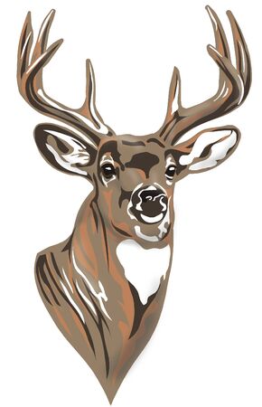 Whitetail Buck Deer Head wildlifeの写真素材
