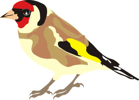 goldfinch, yellow songbird with red headの写真素材