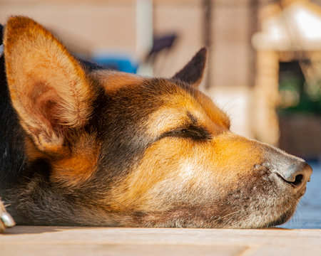 Beautiful Dog portrait head shot Close up sleeping and lying in garden with morning sunlight.の写真素材