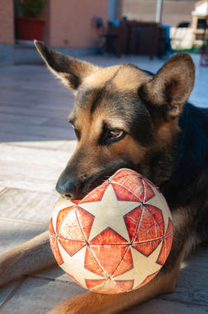 Cute dog sitting in the garden while playing toy ball. Pet biting a ball.の写真素材