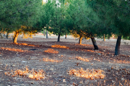 Spots of golden sun light under pine trees in natureの写真素材