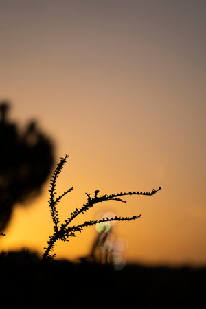 nature and floral botany silhouette and bokeh lights on setting sunsetの写真素材