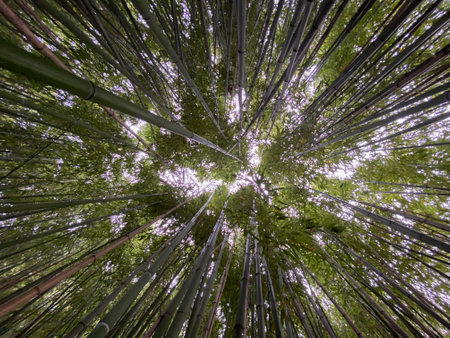 bamboo forest, beautiful green natural background in Japanの写真素材