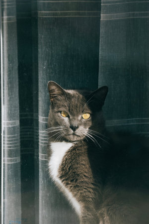 grey and white cat with yellow eyes standing looking at camera. Curtains background and sun shadows