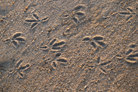 Close up of seagull footprints on a sandy beach.の写真素材