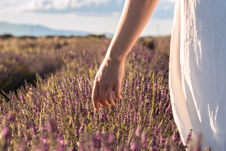 Close-up of woman's hand walking through lavender field.の写真素材