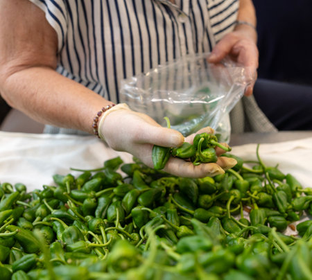 Unrecognizable Galician old woman choosing fresh padron peppers to sell in a rural market in Galicia, Spain.の写真素材