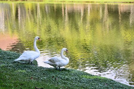 A pair of swans by the lake, Thailandの写真素材