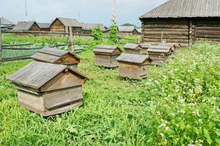 Hives against the background of the village in the bright summer day 