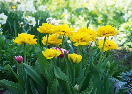 Multileaf yellow  tulips in the garden の写真素材