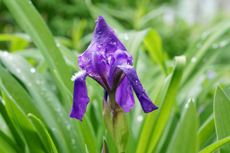 Flower blue iris 